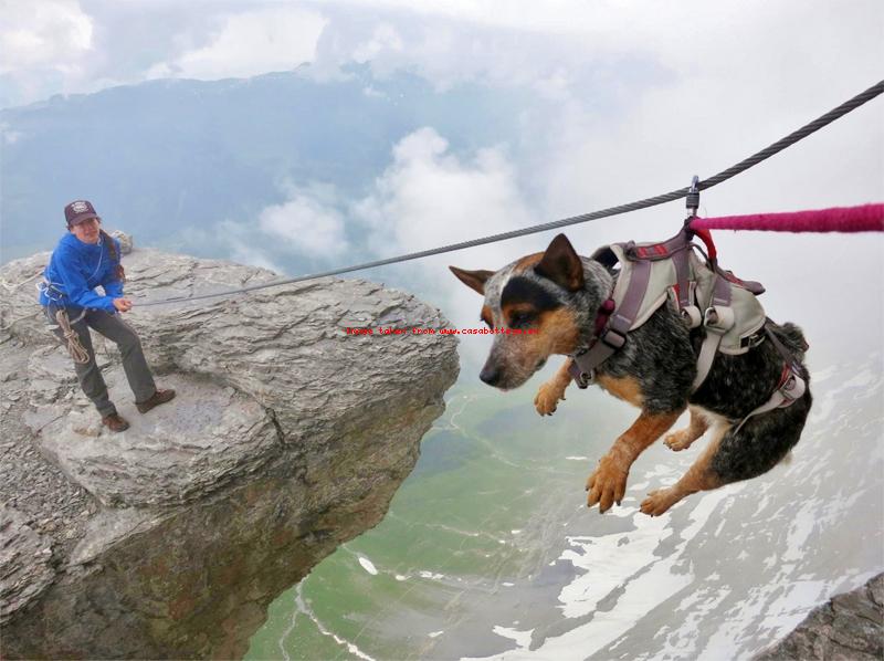 Dean Potter BASE Jumps With His Dog